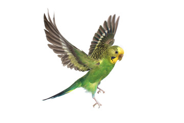 Sticker - budgie