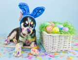 Fototapeta Zwierzęta - Easter Husky Puppy