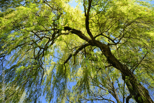 Trauerweide bei herrlichem Wetter