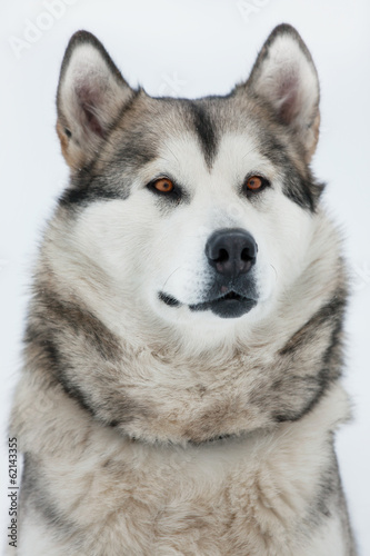Board z aluminiowym obramowaniem Alaskan malamute siedzi i patrzy w dal