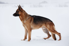 Shepherd Warily Looking Ahead Standing On Snow