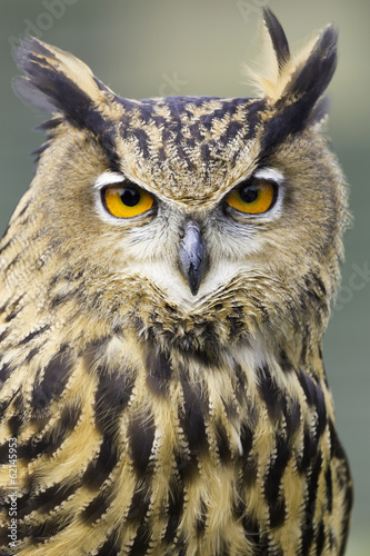 Board z aluminiowym obramowaniem Eurasian eagle owl head shot