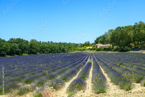 Obraz na płótnie canvas Plateau of valensole (provence), lawenda