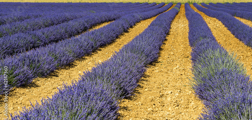 Obraz na płótnie canvas czteroczęściowy "tetraptyk" Plateau of valensole (provence), lawenda
