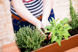 Hands transplanting sage on a pot