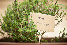 Thyme Plant On Urban Garden