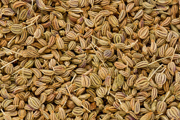 Sticker - Ajwain Seeds (Trachyspermum ammi)