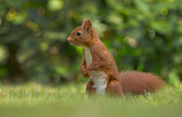 Wall Mural - red squirrel