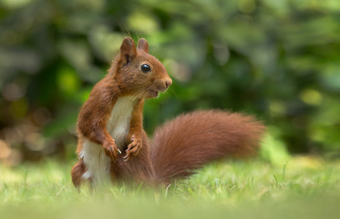 Wall Mural - red squirrel