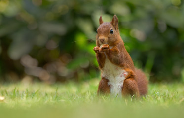 Wall Mural - Red Squirrel