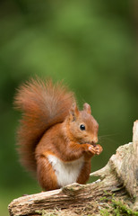 Wall Mural - red squirrel
