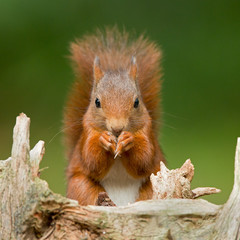 Wall Mural - red squirrel