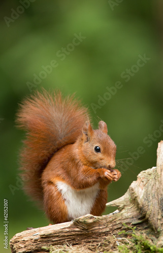 Naklejka ścienna red Squirrel