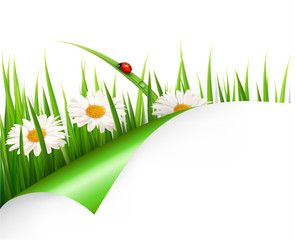 Poster - Spring background with flowers, grass and a ladybug. Vector.
