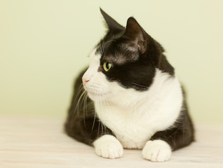 Wall Mural - beautiful black and white cat on a light background, in profile