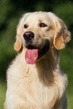 Golden Retriever Dog Portrait In Summer Day