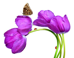 Wall Mural - fresh purple tulips with butterfly morpho