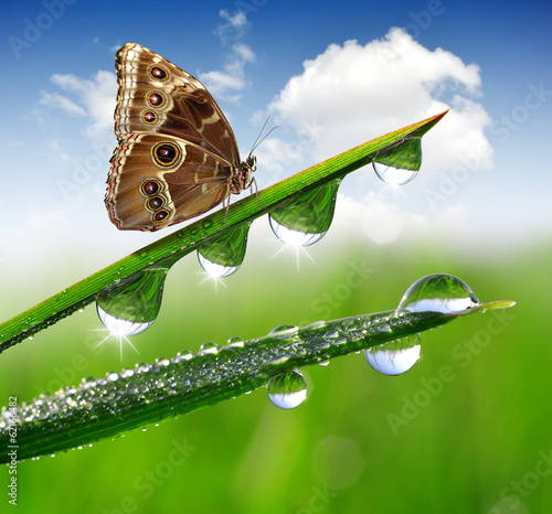 Board z aluminiowym obramowaniem Rosa i motyl morpho