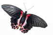Scharlachroter Schwalbenschwanz (Papilio rumanzovia)