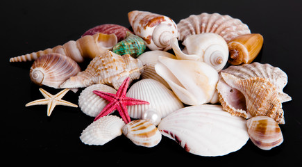 The exotic sea shell . treasure from the sea on black  backgroun