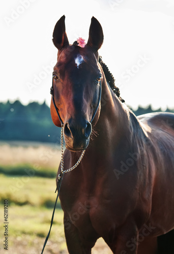 Fototapeta na wymiar portrait of wonderful bay sportive stallion