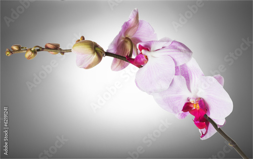 Plakat na papierze fotorealistycznym Piękna orchidea na szarym tle