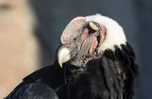 Andean Condor, Covers His Eyes From The Bright Sun