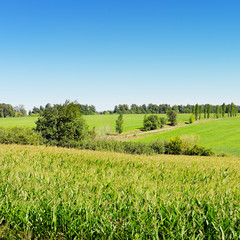 corn field and blue sky