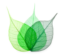 Wall Mural - Macro green leaves isolated on white background