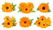Collage of marigold flowers