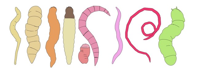 Sticker - cartoon image of worm insects