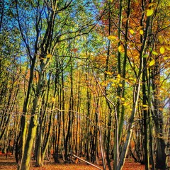  autumn trees on a sunny day 