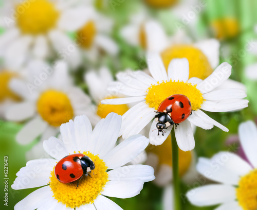 Nowoczesny obraz na płótnie two ladybugs