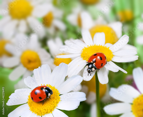 Naklejka na drzwi two ladybugs