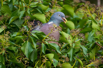 Wall Mural - Wood Pigeon eating Ivy berry