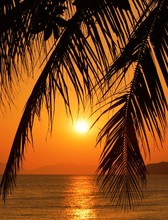 Sunset With Palm Leaves.