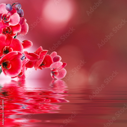 Plakat na papierze fotorealistycznym Kwiatowy tło z orchidei otwarte odbicie w wodzie