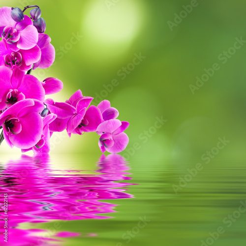 Plakat na papierze fotorealistycznym Kwiatowy tło z orchidei otwarte odbicie w wodzie