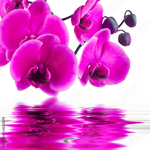 Plakat na papierze fotorealistycznym Kwiat orchidei w zbliżenie z odbiciem w wodzie