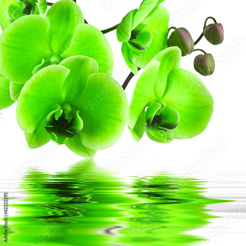 Plakat na papierze fotorealistycznym Kwiat orchidei w zbliżenie z odbiciem w wodzie