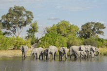 African Elephant (Loxodonta Africana) Herd Drinking At Water's E