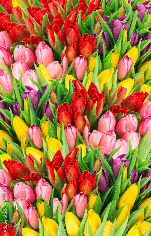 tulips. fresh spring flowers with water drops - obrazy, fototapety, plakaty 