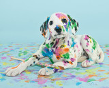 Fototapeta Zwierzęta - Painted Puppy