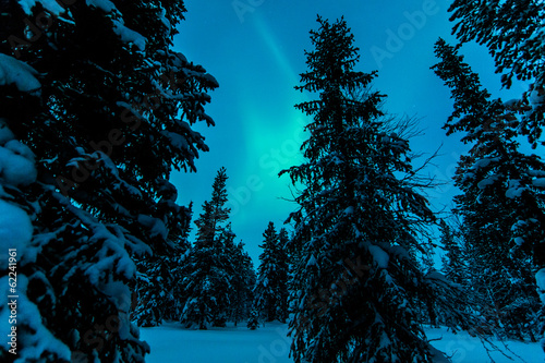 Tapeta ścienna Zorza polarna nad lasem