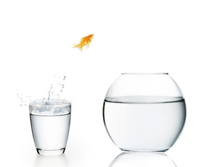 goldfish jumping out of  water