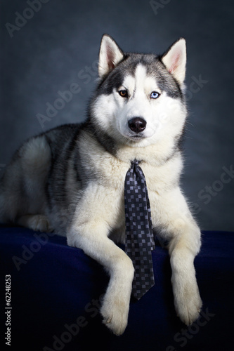 Board z aluminiowym obramowaniem Pies husky syberyjski