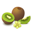 Kiwi fruit isolated on white background. Vector illustration