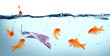goldfish in danger - euro as bait - concept deception