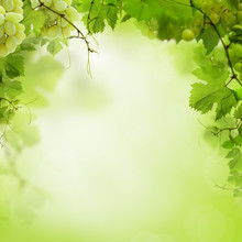 Sunny Green Background With Grape Vines And Leaves