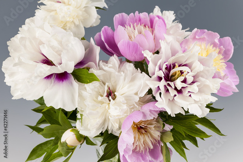 Obraz w ramie Peony flower bouquet